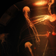 Medusas en un acuario. Wikimedia Commons